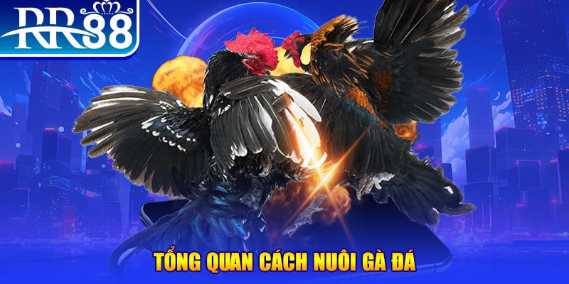 suncity888 VA Điện Tử